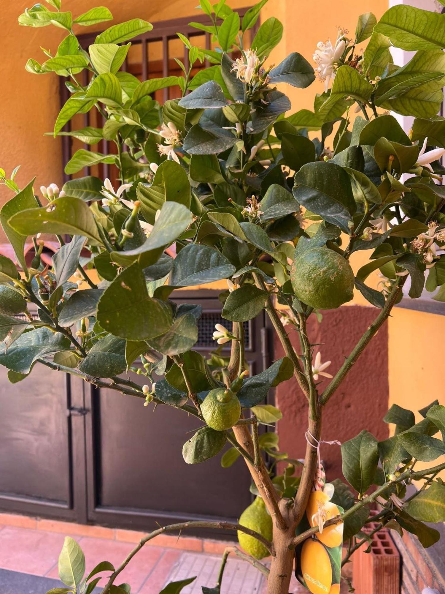 קטאניה Sabbenerica Apartment מראה חיצוני תמונה